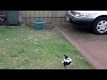 Friendly but wild magpie comes when you call her.