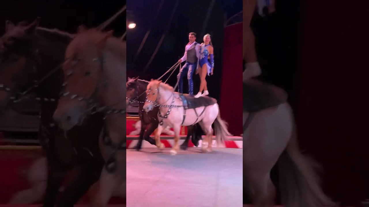 NEXT LEVEL 😮Trick Riding at the Circus! #horses #horsemanship