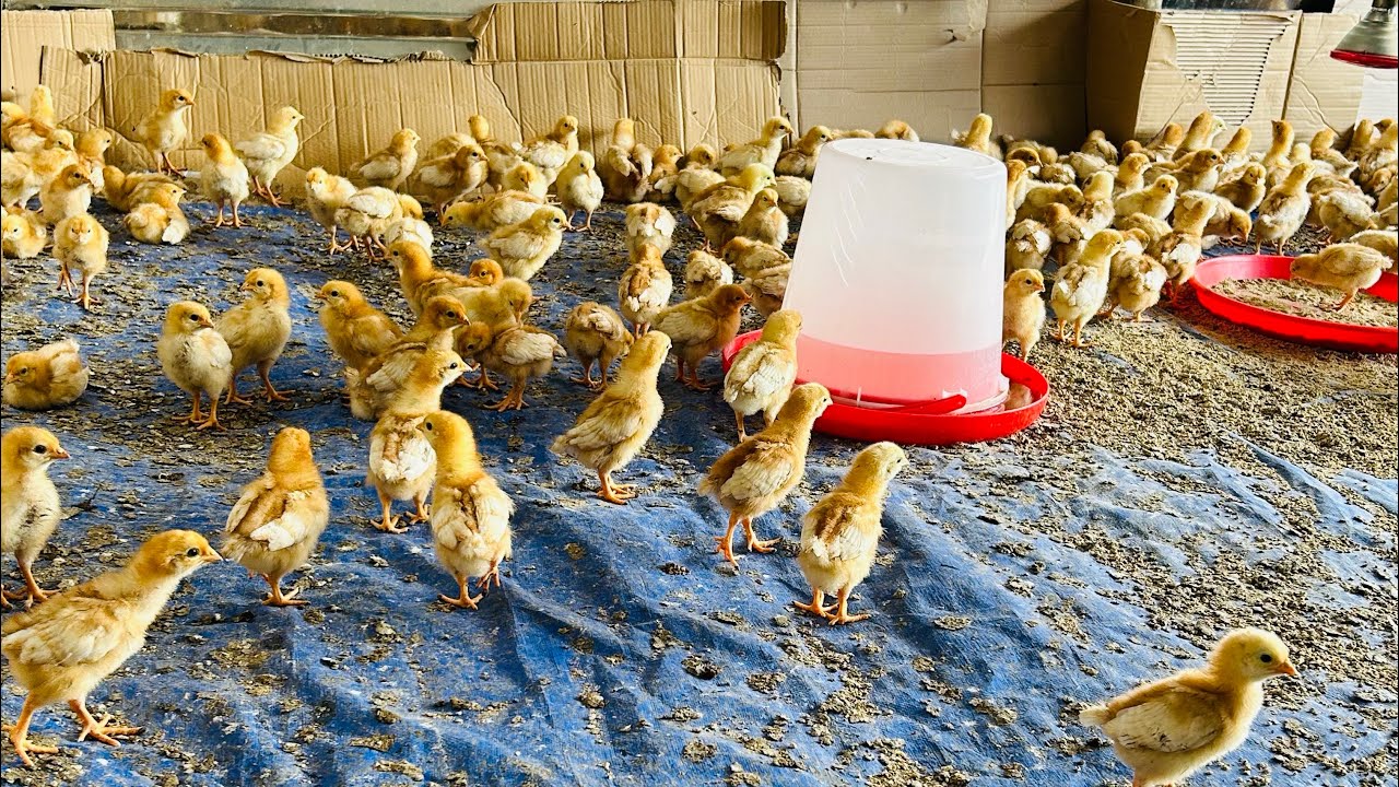 How to Vaccinate Chickens with Newcastle Vaccine | Step-by-Step Guide 🐔💉