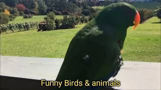 Funny Parrots