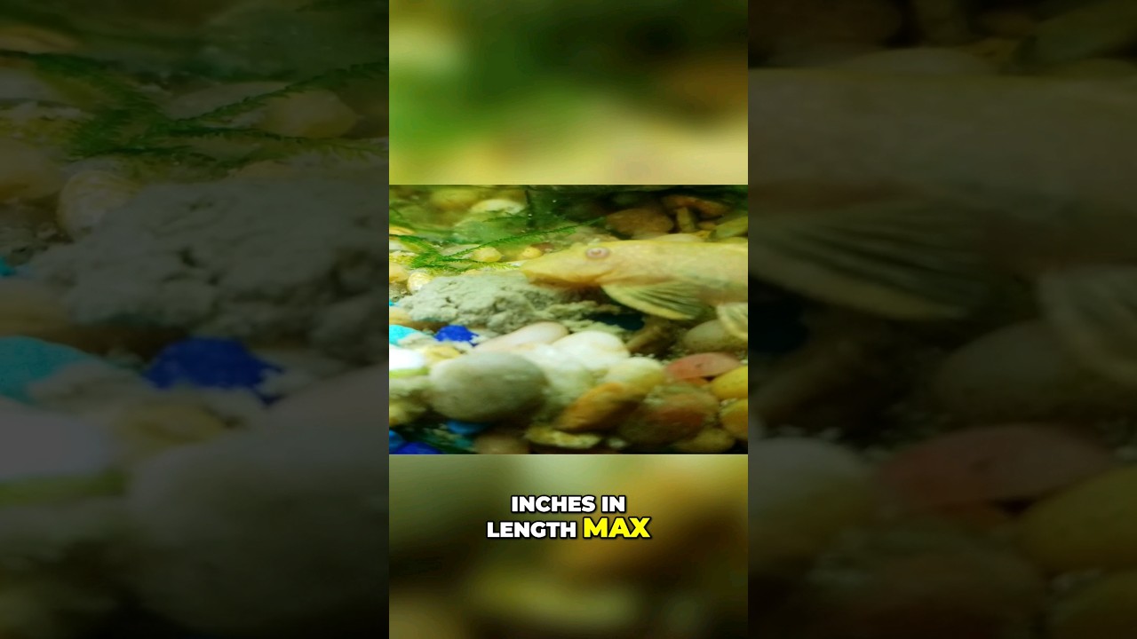 6 Inch Pleco That Actually Works #aquariumtips #fishcare #shorts