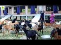 How to Start a Business - Goat Farming Business Ideas with Low Investment and High Profit