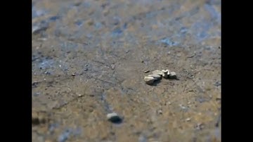 Ground Zoom | Macro