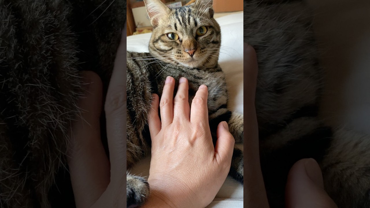 今朝5時のトラジ。手を足でおさえてきたので噛まれると思ったらなめてくれた。 #猫 #cat #きじとら部 #shorts