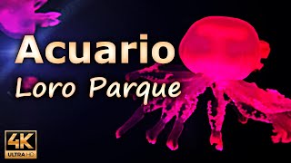 Aquario, the aquarium of Loro Parque / Tenerife, Spain / 4K