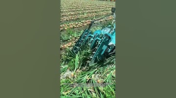 The process of green onion harvesting- Good tools and machinery can increase work efficiency