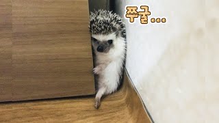 본인 덩치 생각 못하고 구석에 들어간 고슴도치 최후 ㅋㅋㅋㅋ