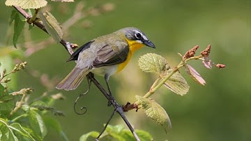 Yellow Breasted Chat