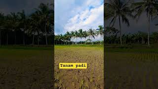 Tanam padi sebelum mandi..😍 #padi #tanamanpangan #DoelSumbang