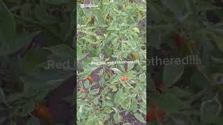 Red hot and unbothered!! #agriculture #farmsteading