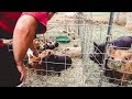 He finally gets his PIGS! (choosing our Kune Kune piglets)