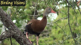 Black-bellied Whistling-Ducks in New Orleans