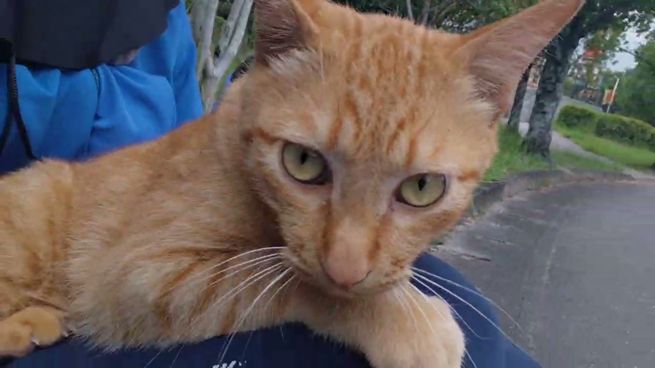ちゃーちゃん Char-chan came out too! She sat on my lap for some cuddly time