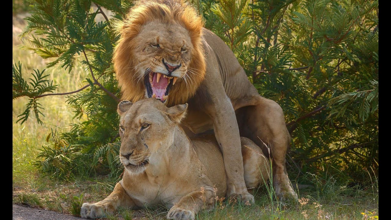 how lions mate, mating, lions, lion, animals, wildlife documentary 2020, wi...