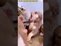 幸せを運ぶ子犬 #KoreaPuppies #JapanDogs