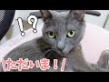 約1ヶ月ぶりにママに会った猫4匹の反応がこちらです