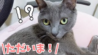 約1ヶ月ぶりにママに会った猫4匹の反応がこちらです