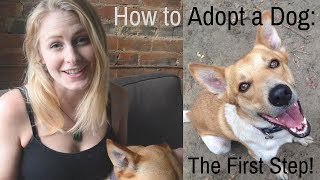 How to Adopt a Dog: The First Steps