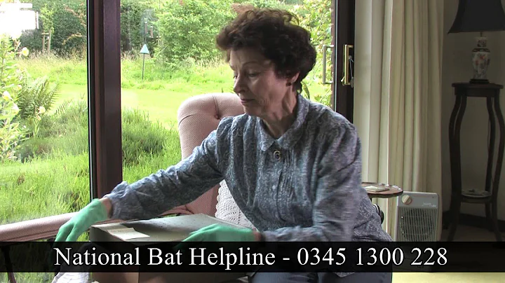 Bats need our help - Jenny Clark MBE, Sussex Bat H...