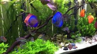 135 gallon discus and planted fish aquarium