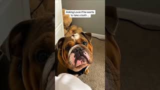 🎉🐶 Hilarious Dog Moments That Will Make You LOL! 😂🐾