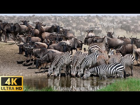Survive the Wild African Wildlife: African wildlife collection Beautiful Relaxing Music
