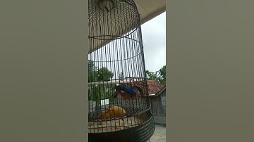 ciri ciri burung paok panca warna bulu cantik
