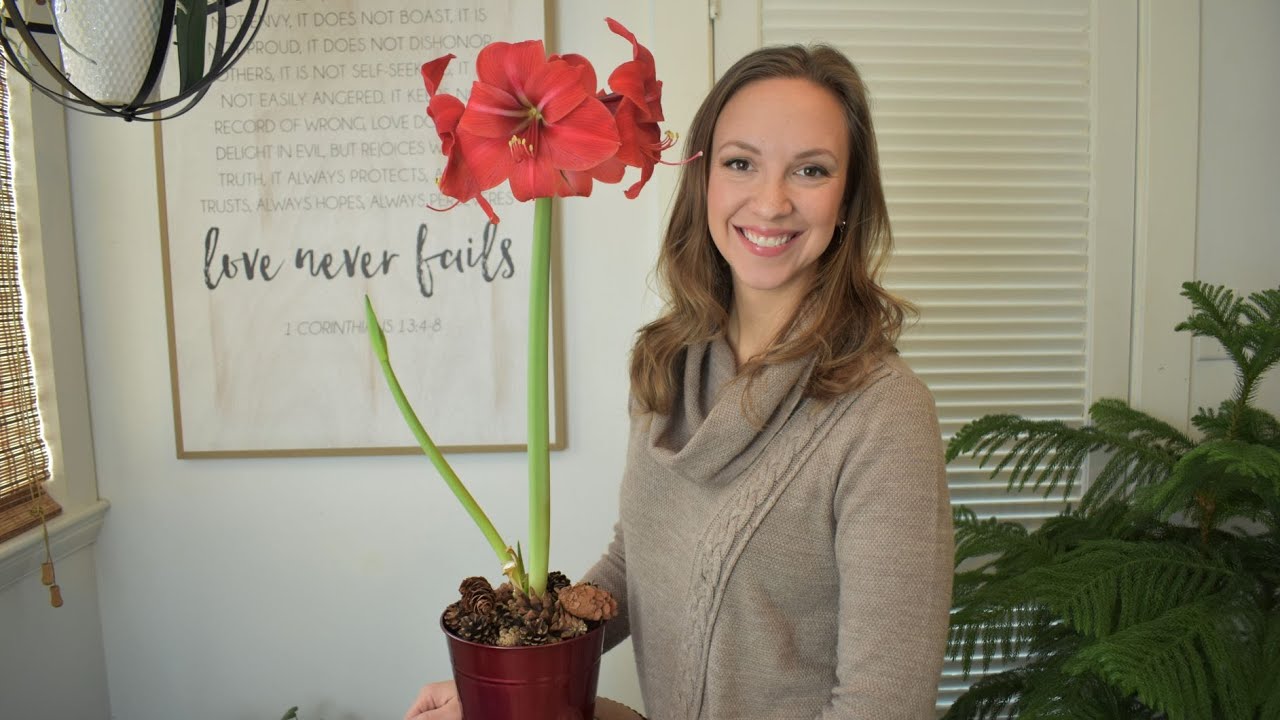 How to plant, care, and rebloom Amaryllis