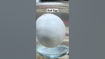 Ever wondered how to figure out if an egg is fresh or not? This is how the water test works!