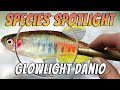 Glowlight danios celestichthys choprae aquarium danio fish species profile  care guide