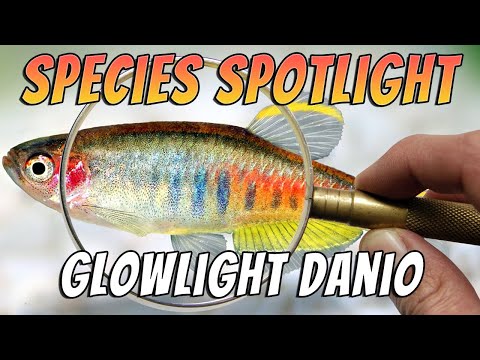 Glowlight Danios, Celestichthys Choprae Aquarium Danio Fish Species Profile & Care Guide Thumbnail
