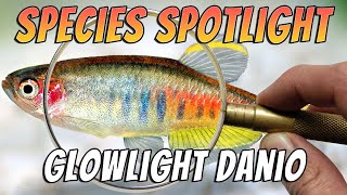 Glowlight Danios, Celestichthys Choprae Aquarium Danio Fish Species Profile & Care Guide Thumbnail