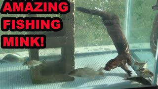 Wyatt the Mink Fishing! by Joseph Carter the Mink Man 29,538 views 4 months ago 10 minutes, 1 second