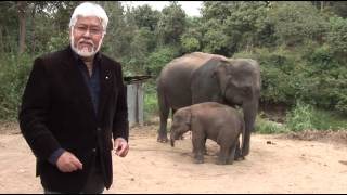 Breaking The Chain That Holds Our Mind - Elephant And Chain Part 1 Of 3
