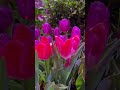 The Beauty of Nature that Bring Peace: Enchanting Tulips and Rose