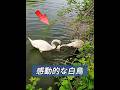 感動的な白鳥のつがい #animals #動物プロダクション #動物