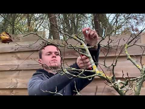 Vidéo: Comment et quand tailler après les dégâts de l'hiver : traiter les arbres et les arbustes endommagés par l'hiver