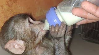 MONKEY BABY EATING