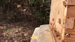 Flight of the Honey Bee in Slow Motion by William Storoe 8 views 6 years ago 1 minute, 23 seconds