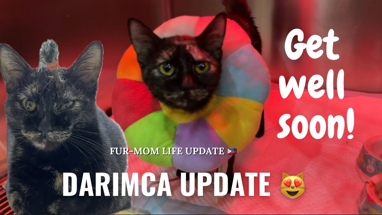 FUR-MOM VLOG 🇵🇭 Life update with Darimca 😻| NAKA CONFINE SA VET CLINIC