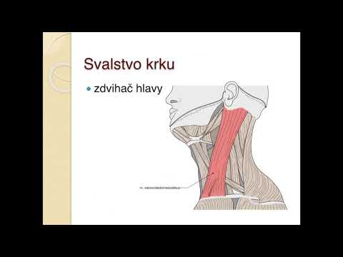 Video: Ženský Obraz Pánve: Anatomie, Funkce Kostí, Svalů, Vazů