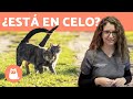 CELO en GATAS 🐱 ¿Cuándo empieza? ¿Síntomas? (TODAS LAS RESPUESTAS)