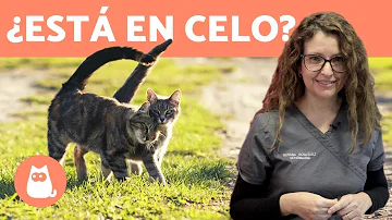 ¿Cuántas veces al año entra en celo una gata?