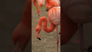 shorts curiosidades sobre os flamingos