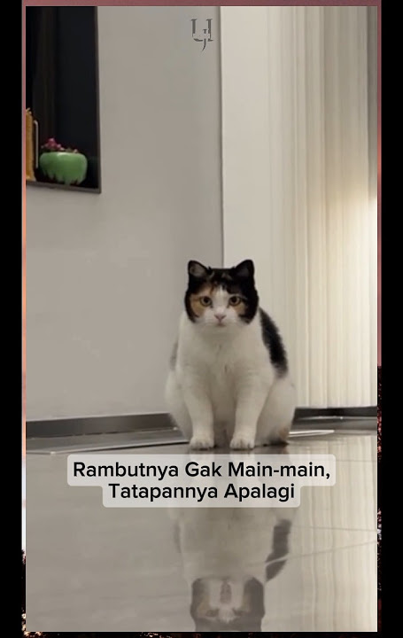 Netizen: Hair Style-nya Lebih Rapi dari Aku 😂 #catlovers #cat #kucing #funnycats #cutecat