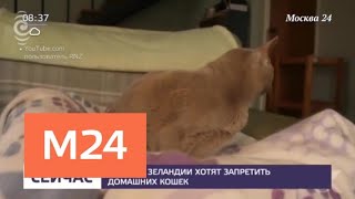 В Новой Зеландии предложили запретить домашних кошек - Москва 24 В Новой Зеландии предложили запретить домашних кошек - Москва 24