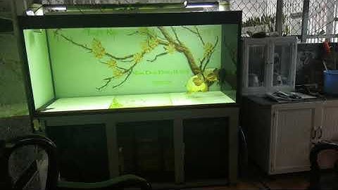 Cá Rồng trống mái bắt cặp sinh sản