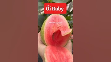 Ổi ruby ruột đỏ - cây ổi sang chảnh nhất vườn em đây ạ ☎️ 0921.826.862 #shorts