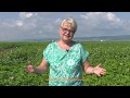 În grădina Danei: Despre bolile cartofilor, plante care se pretează la umbră şi cele suculente