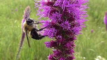 Pollinator Power: Bees Food Source